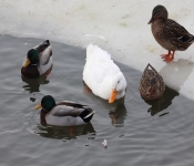 2015 02 07 RedWing 012